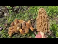 Finding Giant Morel Mushrooms 2026