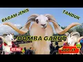 Lagu AJOJING ALA ALA AJOJING😍 DOMBA GARUT TANDUK MEWAH‼️