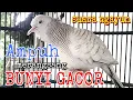 Perkutut silver gacor suara besar ngayun cocok buat pancingan