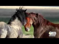 KSL Reports on Utah s Wild Mustang Herds 16