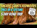 EPIC 5-Day Giant Redwood Adventure From Clear Lake to Oregon