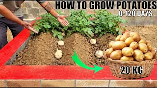 How to Plant Potatoes | Easiest Way