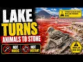 Alkaline Lakes Can Preserve Animal Remains Soda Lake Science