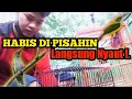 Download Lagu Burung Pijantung Gunung Dan Pijantung Pisang Dipindahin Sangkar Langsung Nyaut