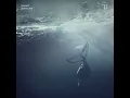 Whale Variation