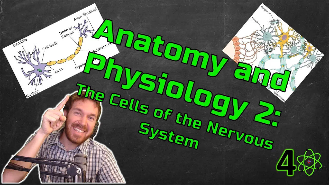 The Cells of the Nervous System - Anatomy & Physiology 2, Ep. 1