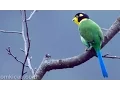 Suara Ocehan Burung Madi Ijap Gacor untuk MASTERAN MURAI BATU