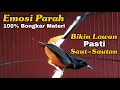 Download Lagu Pancingan murai batu 100% Bikin Emosi AUTO BONGKAR MATERI