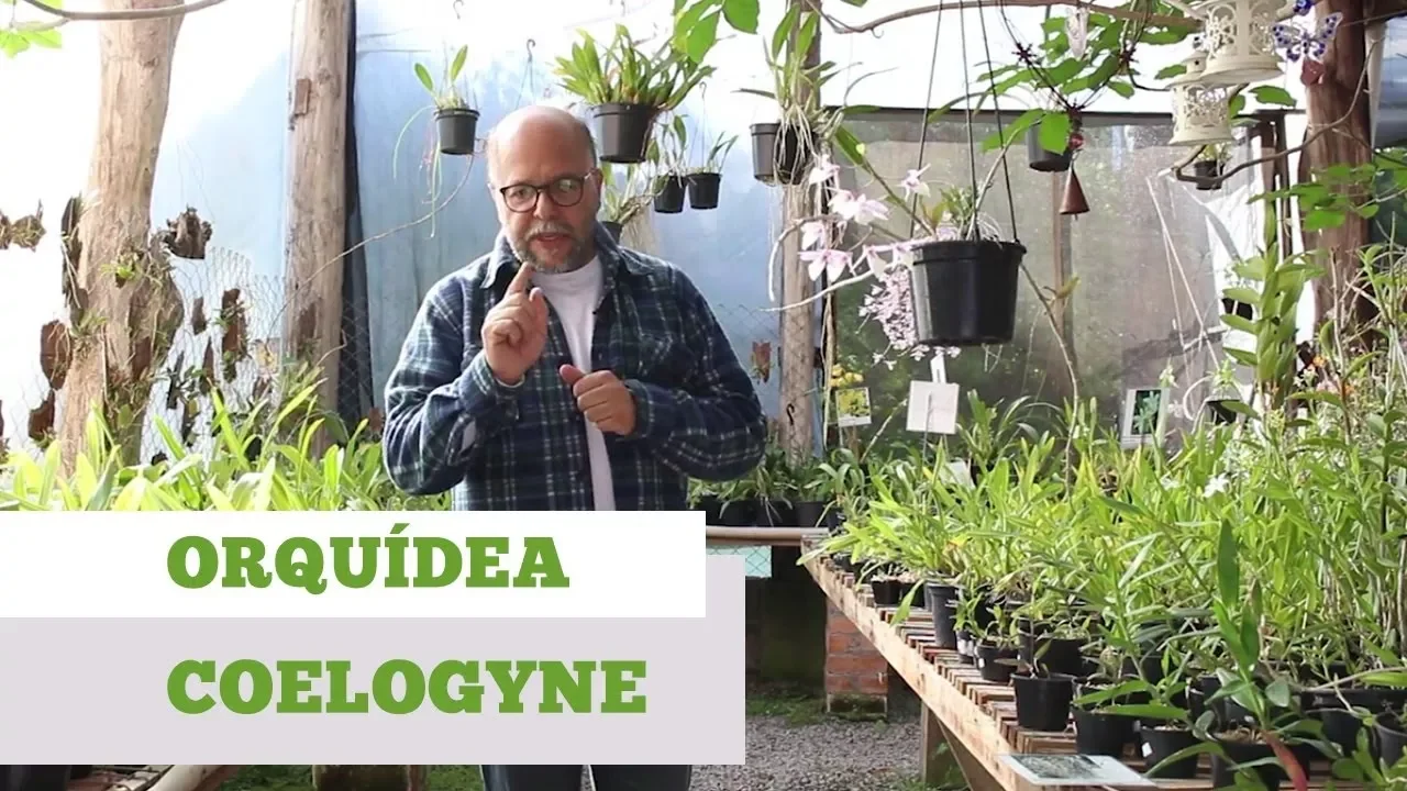 DICAS DE COMO CUIDAR DE ORQUÍDEA COELOGYNE