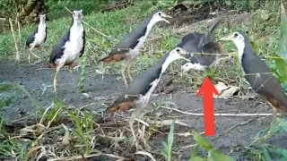  ruak ruak pikat ruak sore hari memang ganas pikat ruak ruak sore hari ruak nya gacor 