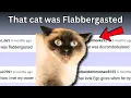 Download Lagu That Cat was Flabbergasted | Chat Music