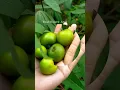 Download Lagu Buah Bidara Arab rasanya asem Manis mirip Apel Malang | Pohon Bidara | Khasiat Bidara | Ruqyah
