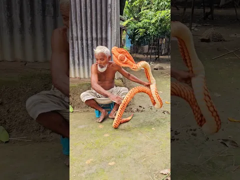Grandpa vs King Cobra Prank! His Reaction Had Everyone DYING 🐍😂 #shorts #familyfun