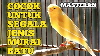 ampuh masteran kenari untuk segala jenis murai batu