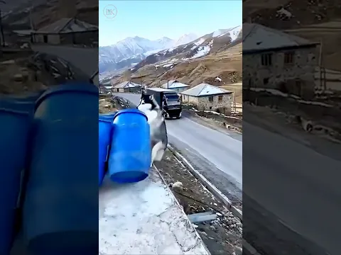 Brave Dog Rescues Truck Driver in Time 🐶😱 #shorts #youtubeshorts #dog #youtubevideo #viralvideo
