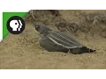 Leatherback Turtle Hatchlings Emerge from Sand