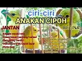 Lagu Ciri cipoh anakan jantan dan betina