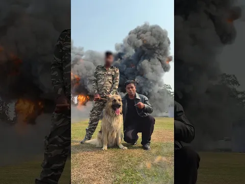 Army dog
