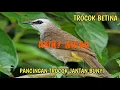 SUARA TRUCUKAN BETINA PERANGSANG JANTAN BUNYI