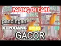 Download Lagu Suara pikat kepodang emas memanggil lawan, kepodang liar dijamin datang // @SAHABAT PETUALANG