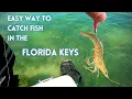 Download Lagu How to Catch Fish Easily in The Florida Keys with Live Shrimp and Chum