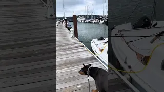 #fyp #dream #pets #vlog #doberman