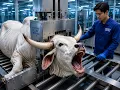 How White Brahman Cattle Become Luxury Leather Jackets Horn Watches Full Factory Process