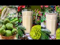 Download Lagu HOW TO MAKE NATURAL SOURSOP JUICE (DRINK) WITHOUT A JUICER \u0026 BLENDER !