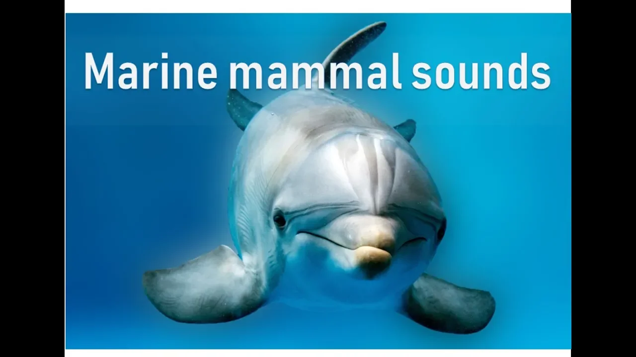 Marine mammal sounds - adaptation to living in the water | Prof TRACEY ROGERS