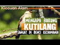 Download Lagu Rahasia Dibalik Kicamania Benci pada Burung Kutilang