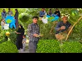 Download Lagu IRAN nomadic life🏞 | Nomadic Family's Trip to the Village🌄 | The Secret of Picking Limes🍇🫒