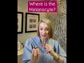Where exactly does the Melanocyte live in the skin