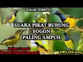 Download Lagu Suara pikat burung sogon paling ampuh 100%anti zonk sudah terbukti