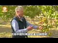 Why Are Pistachios Suddenly So Expensive? A 6-Year Wait to Bear Fruit, 24-Hour Processing Deadlin...
