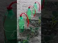 Download Lagu how to make homemade drip irrigation system #gardenideas #dripirrigation #irrigationmethod