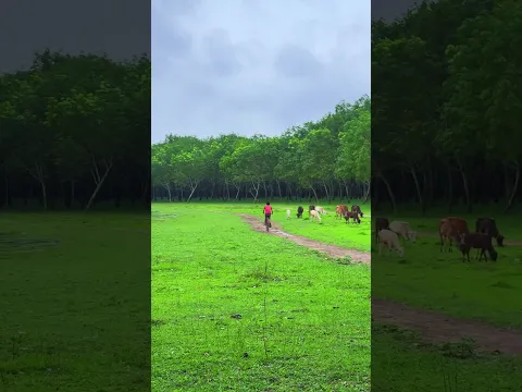 Madhupur Nature 🍃