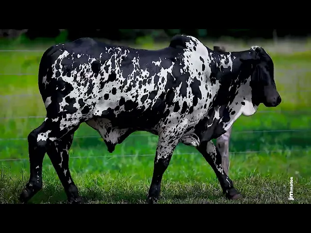 Touro Nelore FESN - 141