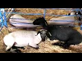 Tulelake-Butte Valley Fair 2017 Livestock