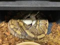 1st ever Maternal incubation
