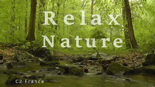 Download Europe 4K Nature Forest Relax Meditation | Relaxing Calm Music | Natures Sound MP3