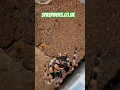 Giant black and orange spider