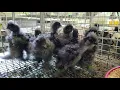 Cuckoo Silkie chicks