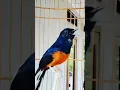 Download Lagu murai batu suara tengkek buto #muraibatu #muraibatugacor #murai #birds #bird #animals #animal