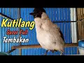 Download Lagu Pancingan Burung kutilang gacor full isian cucok ijo 