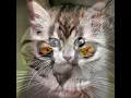 Download Lagu Meet My 4 Adorable Kitty Cats! 🐱💃 | Kitty Cat Song Vibes #kitty #cat #meow
