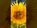 Download Lagu The Most Hypnotic Flowers You’ll See Today #flowers #nature #explore #shorts #lotus #rose