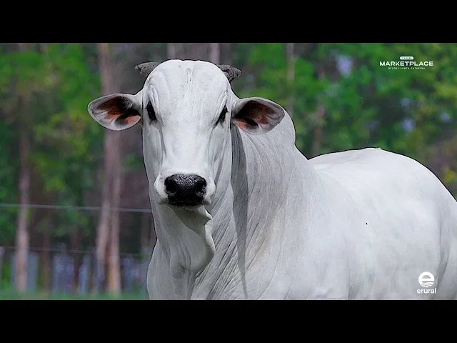 Touro Nelore MLML - 1009