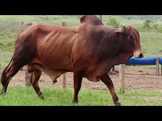 Touro Sindi RAJT - 2385