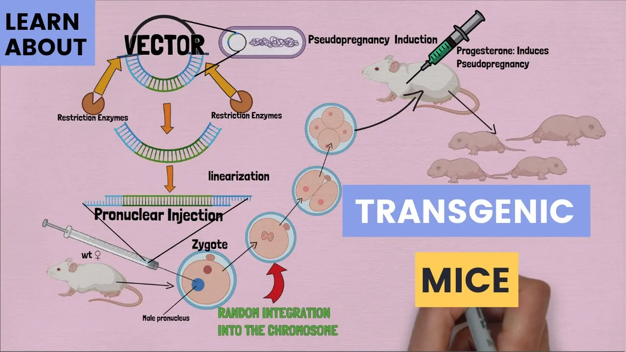 The Basics of Transgenic Mice: Pronuclear Injection - How It Work and What Scientists Use It For