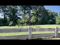 Download Lagu Large pythons on the loose in Queens park | NBC New York